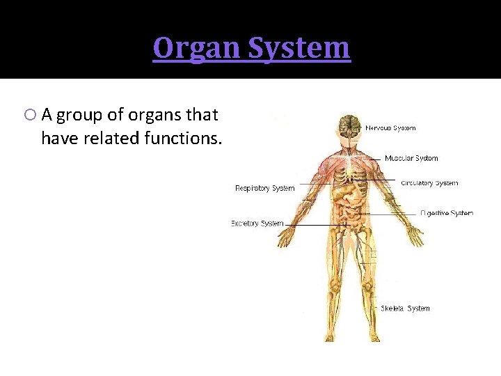 Organ System A group of organs that have related functions. 