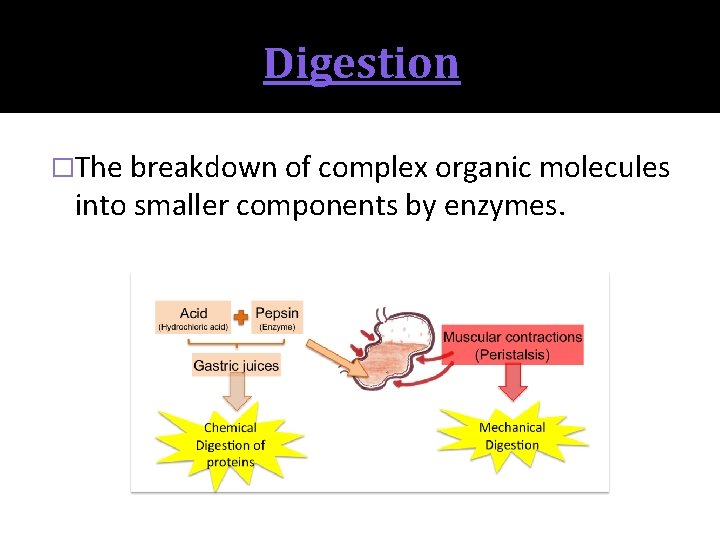 Digestion �The breakdown of complex organic molecules into smaller components by enzymes. 