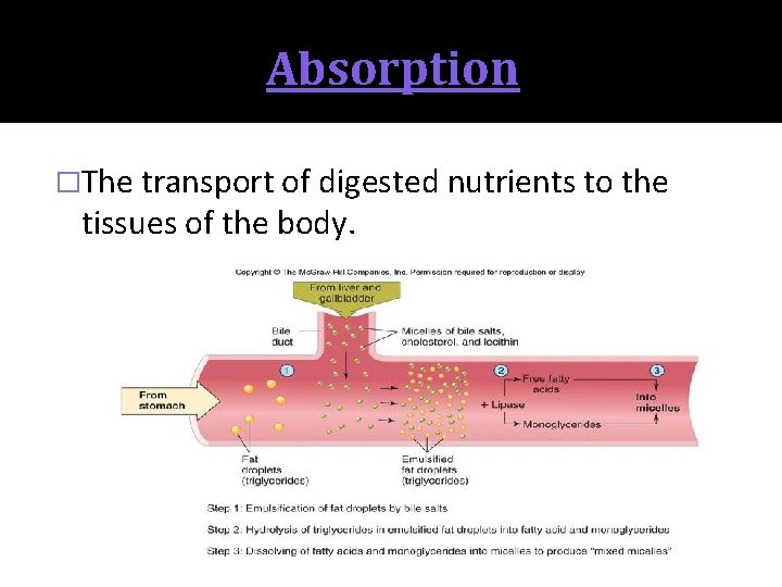 Absorption �The transport of digested nutrients to the tissues of the body. 
