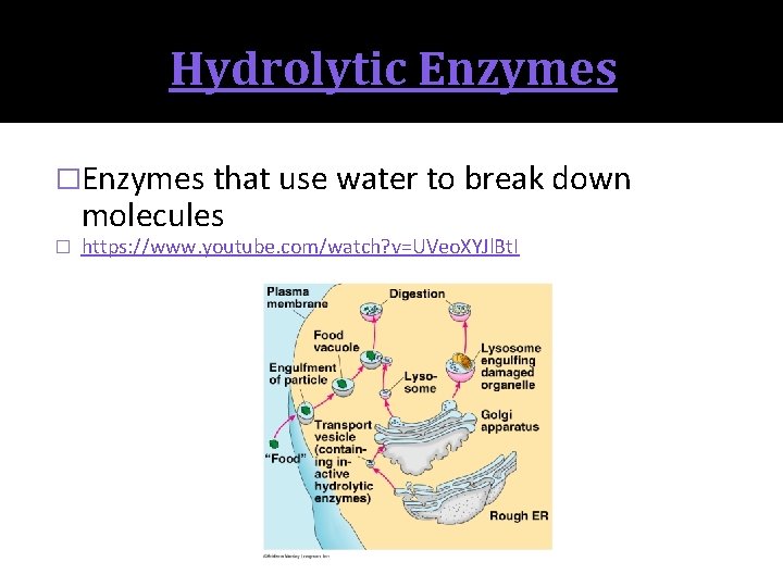 Hydrolytic Enzymes �Enzymes that use water to break down molecules � https: //www. youtube.