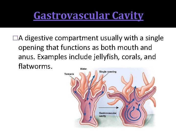 Gastrovascular Cavity �A digestive compartment usually with a single opening that functions as both