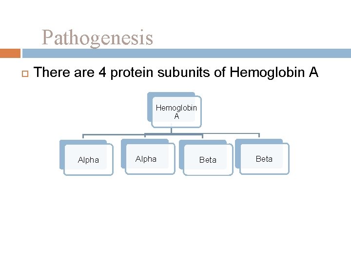 Pathogenesis There are 4 protein subunits of Hemoglobin A Alpha Beta 
