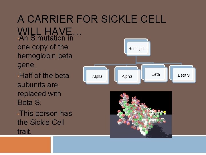 A CARRIER FOR SICKLE CELL WILL HAVE… An S mutation in one copy of
