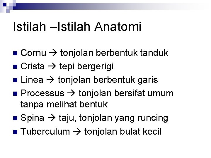 Istilah –Istilah Anatomi Cornu tonjolan berbentuk tanduk n Crista tepi bergerigi n Linea tonjolan