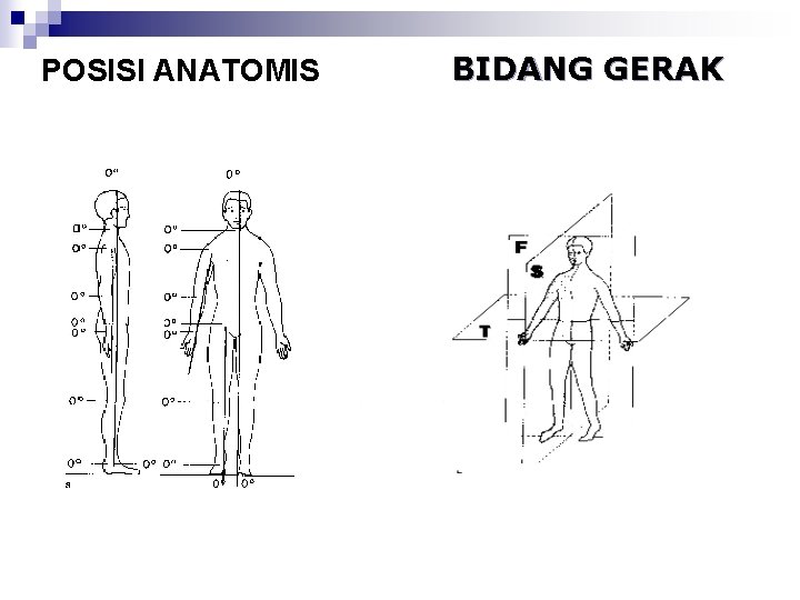 POSISI ANATOMIS BIDANG GERAK 