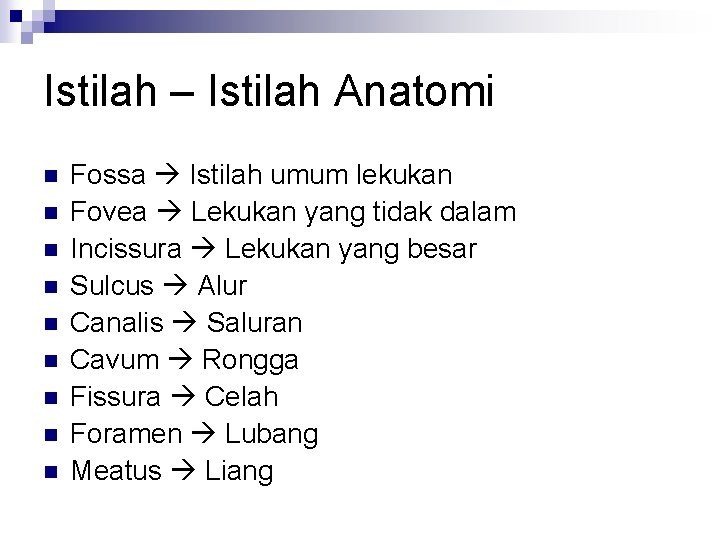 Istilah – Istilah Anatomi n n n n n Fossa Istilah umum lekukan Fovea