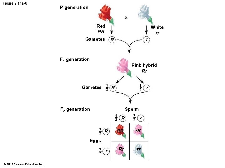 Figure 9. 11 a-0 P generation Red RR White rr Gametes r R F