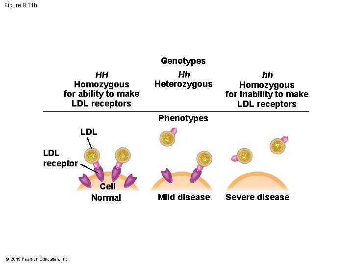 Figure 9. 11 b Genotypes HH Homozygous for ability to make LDL receptors Hh