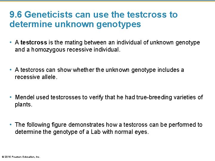 9. 6 Geneticists can use the testcross to determine unknown genotypes • A testcross