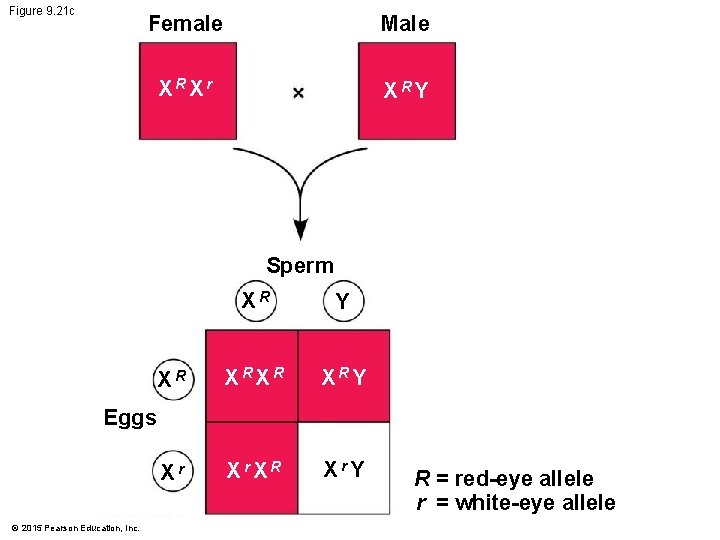 Figure 9. 21 c Female Male XRXr XRY Sperm XR Y XR XRY Xr