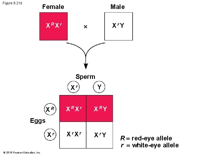 Figure 9. 21 d Female Male XRXr Xr. Y Sperm Xr Y XR XRXr