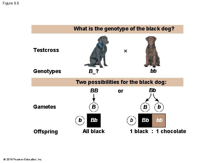 Figure 9. 6 What is the genotype of the black dog? Testcross Genotypes bb