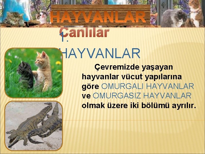 Mikroskobik Canlılar 1. HAYVANLAR Çevremizde yaşayan hayvanlar vücut yapılarına göre OMURGALI HAYVANLAR ve OMURGASIZ