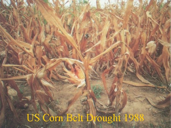 US Corn Belt Drought 1988 