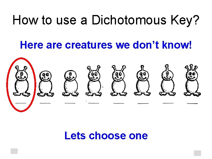How to use a Dichotomous Key? Here are creatures we don’t know! Lets choose