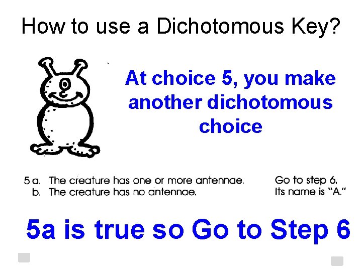 How to use a Dichotomous Key? At choice 5, you make another dichotomous choice