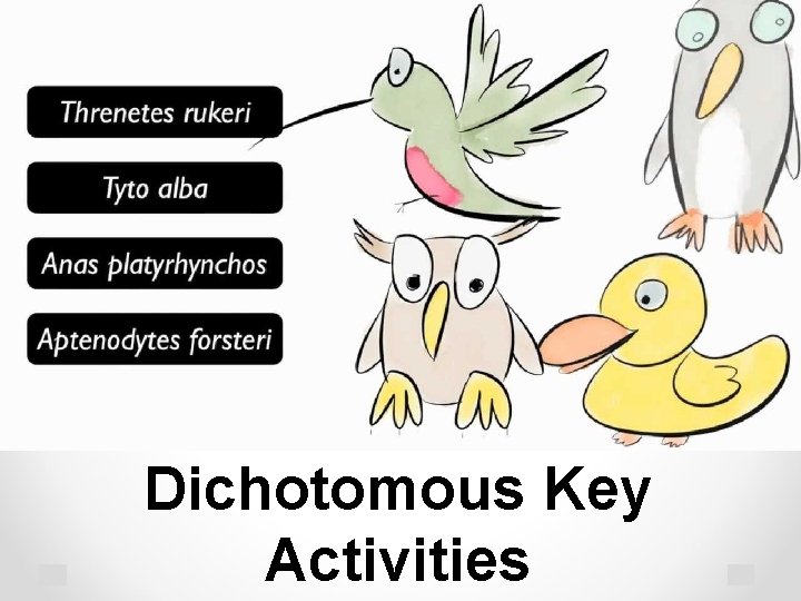 Dichotomous Key Activities 