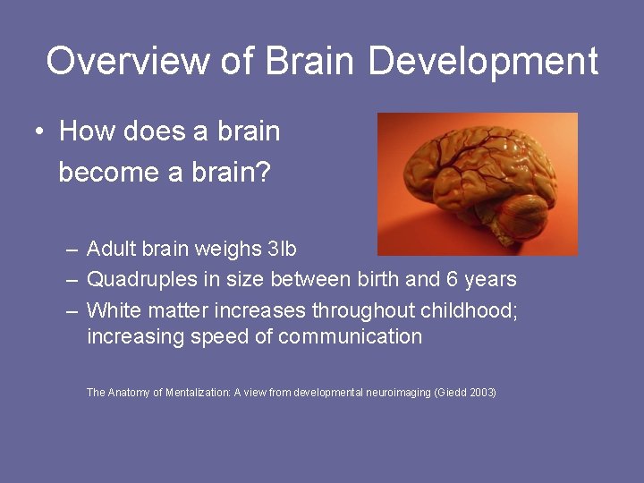 Overview of Brain Development • How does a brain become a brain? – Adult