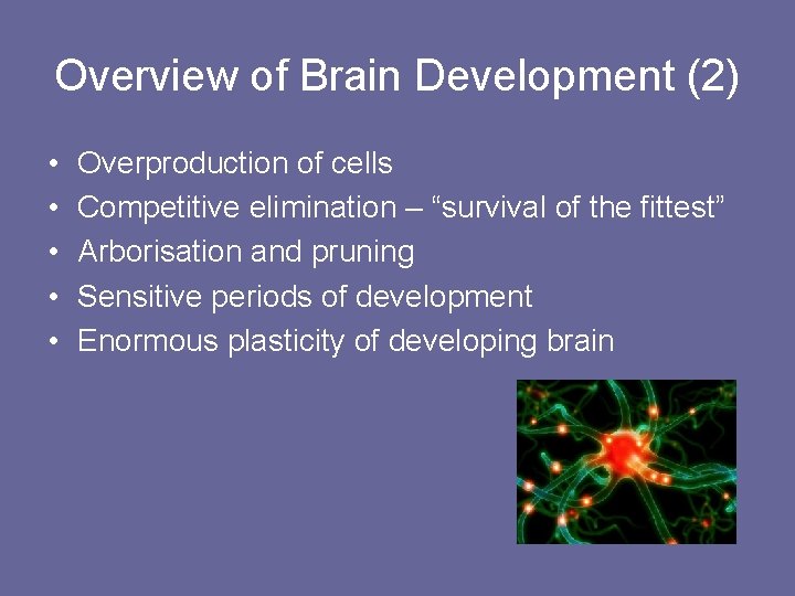 Overview of Brain Development (2) • • • Overproduction of cells Competitive elimination –