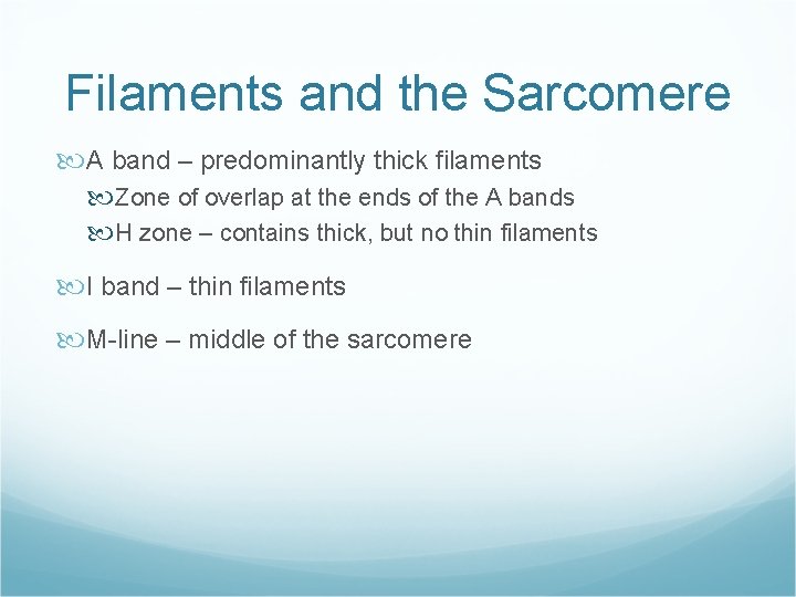 Filaments and the Sarcomere A band – predominantly thick filaments Zone of overlap at