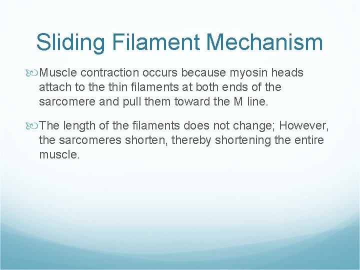 Sliding Filament Mechanism Muscle contraction occurs because myosin heads attach to the thin filaments