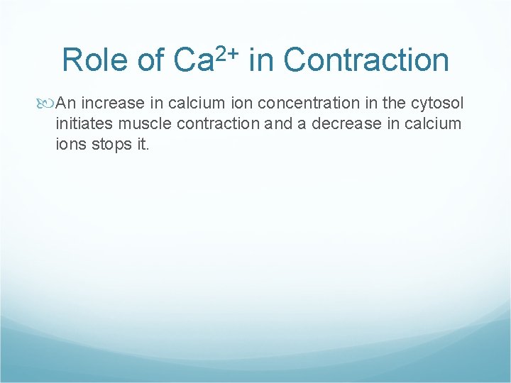 Role of Ca 2+ in Contraction An increase in calcium ion concentration in the