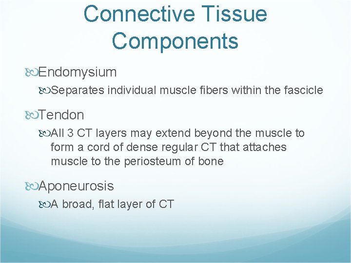 Connective Tissue Components Endomysium Separates individual muscle fibers within the fascicle Tendon All 3