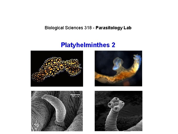 Biological Sciences 318 - Parasitology Lab Platyhelminthes 2 