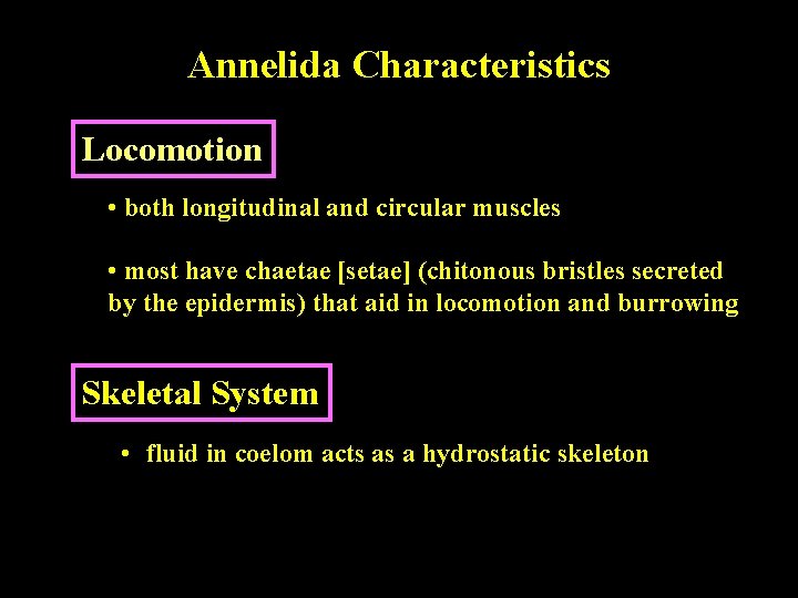 Annelida Characteristics Locomotion • both longitudinal and circular muscles • most have chaetae [setae]
