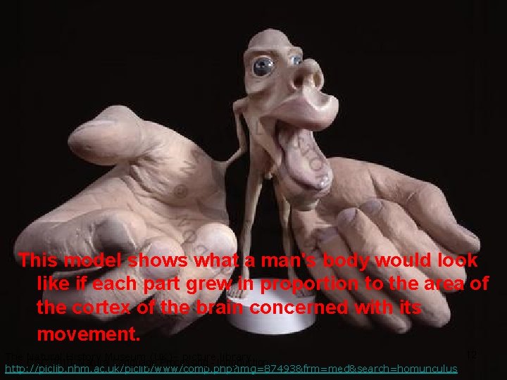 Let’s talk! This model shows what a man's body would look like if each