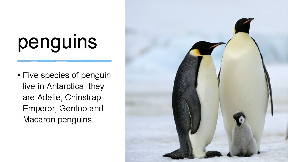 penguins • Five species of penguin live in Antarctica , they are Adelie, Chinstrap,