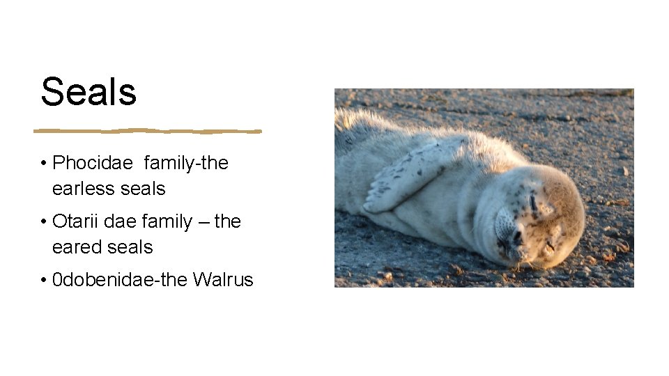Seals • Phocidae family-the earless seals • Otarii dae family – the eared seals