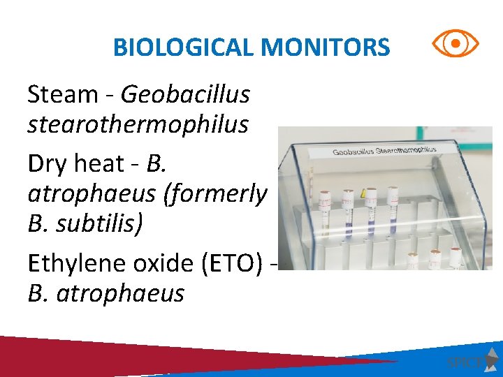 BIOLOGICAL MONITORS • Steam - Geobacillus stearothermophilus • Dry heat - B. atrophaeus (formerly