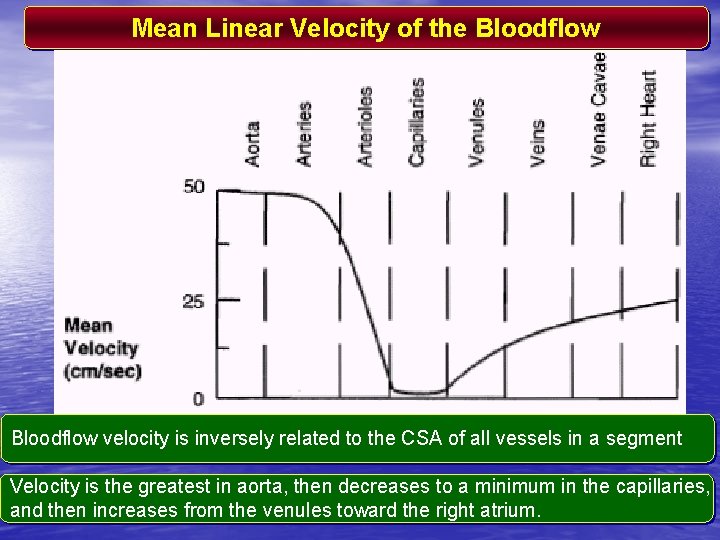 Mean Linear Velocity of the Bloodflow velocity is inversely related to the CSA of