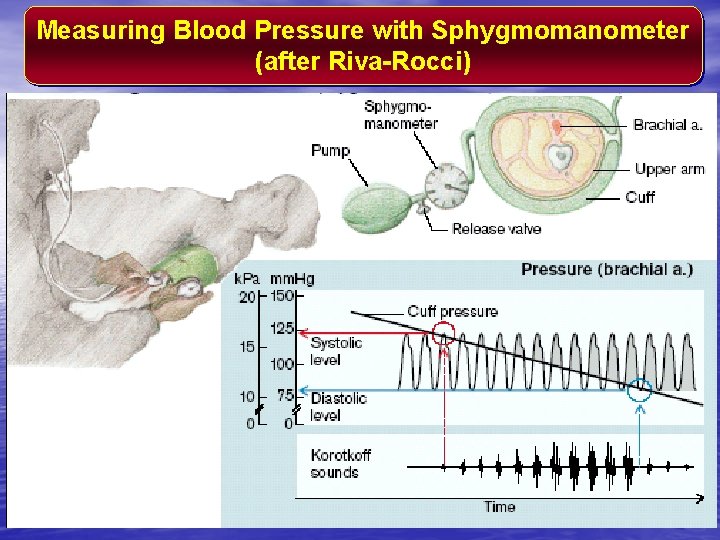 Measuring Blood Pressure with Sphygmomanometer (after Riva-Rocci) 