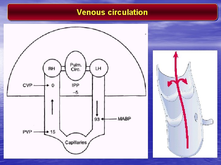 Venous circulation 