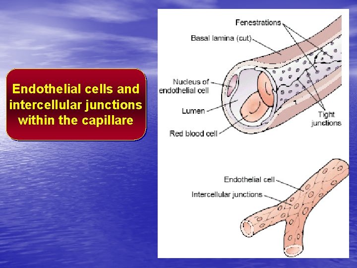 Endothelial cells and intercellular junctions within the capillare 