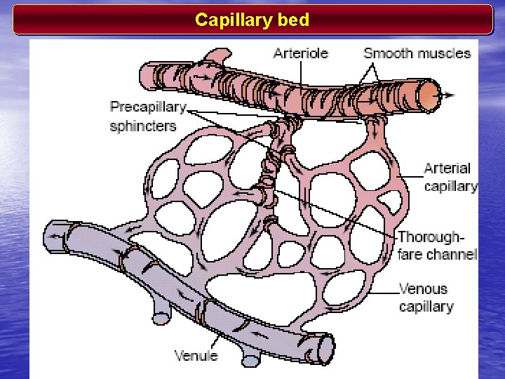 Capillary bed 