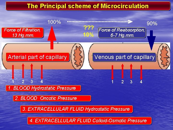 The Principal scheme of Microcirculation 100% Force of Filtration, 13 Hg. mm. Arterial part