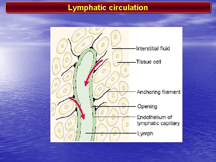 Lymphatic circulation 