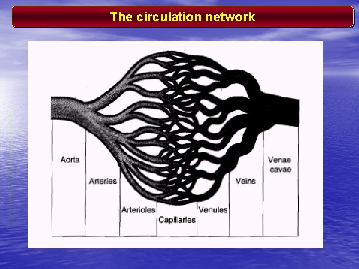 The circulation network 