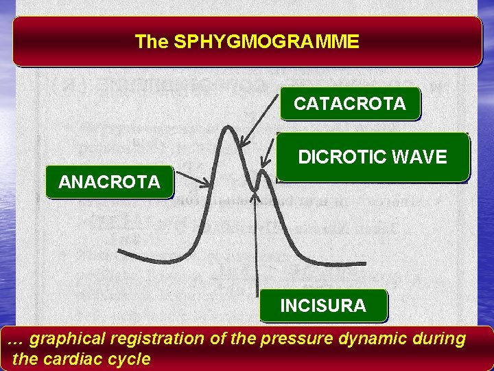 The SPHYGMOGRAMME CATACROTA DICROTIC WAVE ANACROTA INCISURA … graphical registration of the pressure dynamic
