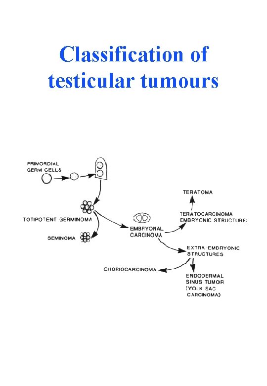 Classification of testicular tumours 