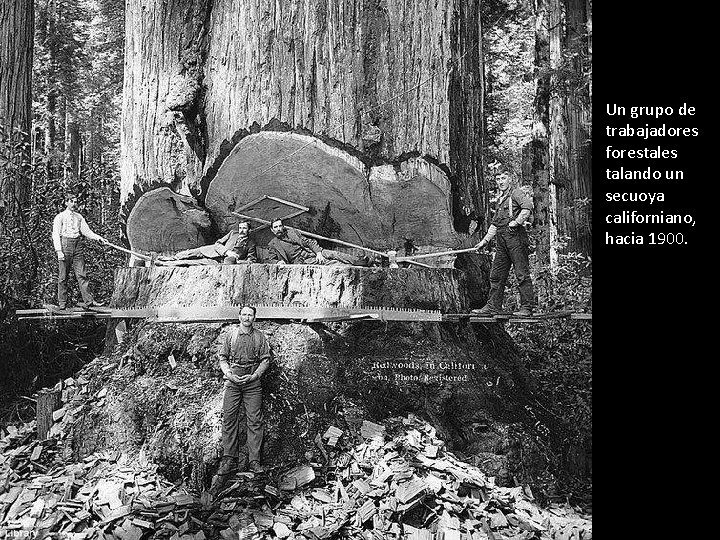 Un grupo de trabajadores forestales talando un secuoya californiano, hacia 1900. 