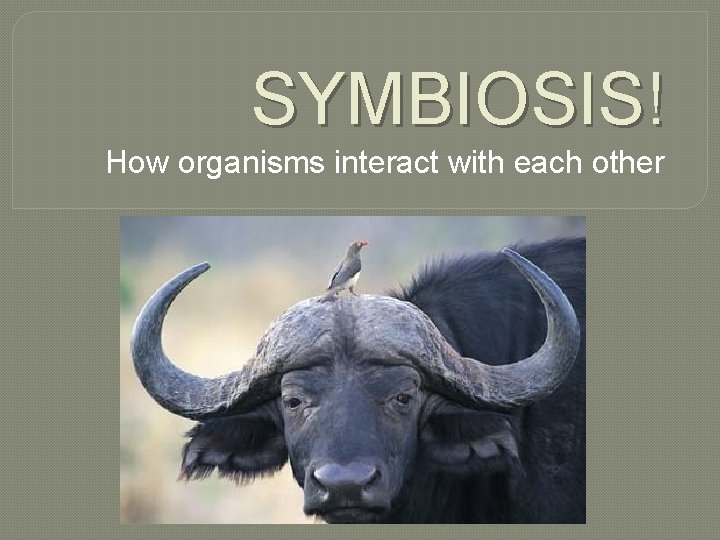 SYMBIOSIS! How organisms interact with each other 