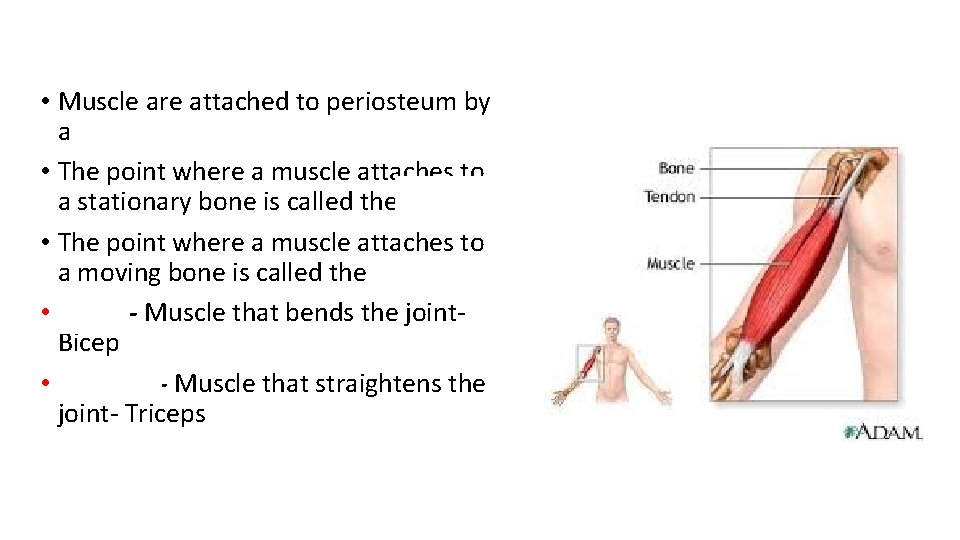  • Muscle are attached to periosteum by a Tendon • The point where
