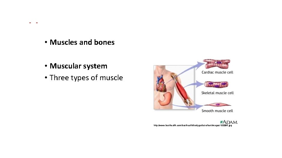 Support • Muscles and bones • Muscular system • Three types of muscle http: