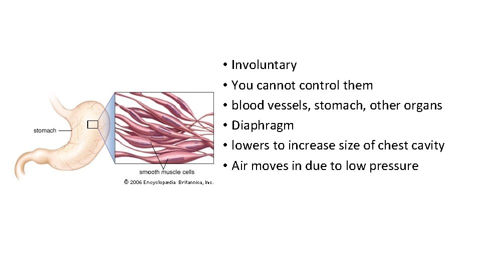 Smooth muscle • Involuntary • You cannot control them • blood vessels, stomach, other