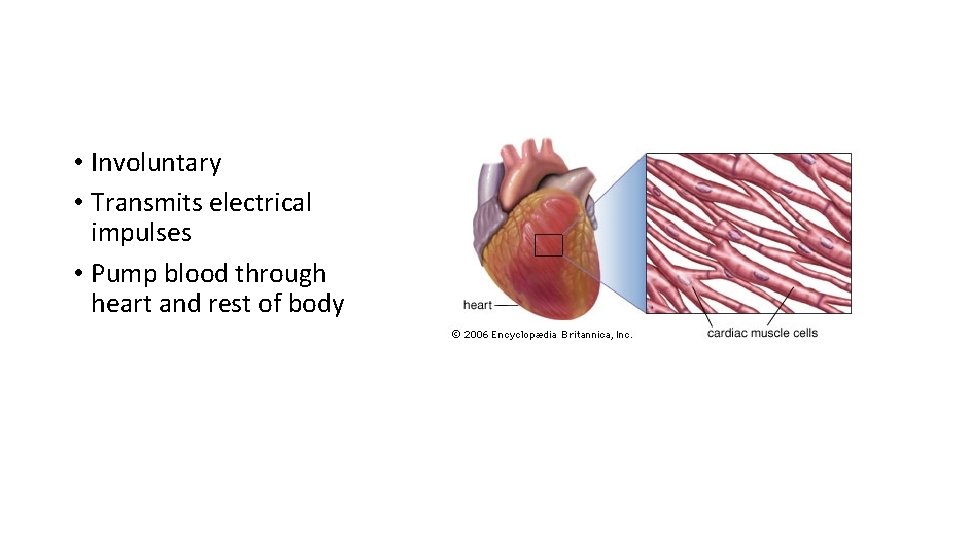 Cardiac muscle • Involuntary • Transmits electrical impulses • Pump blood through heart and
