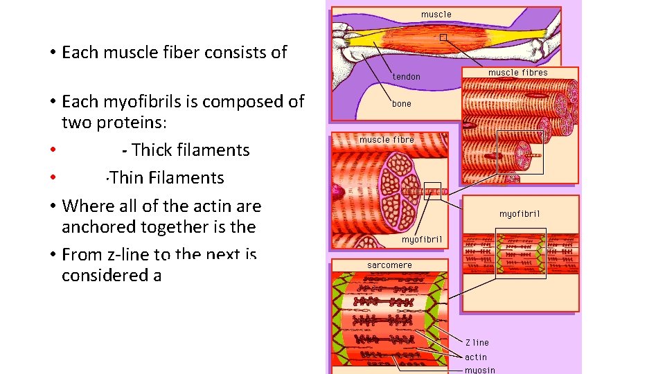  • Each muscle fiber consists of Myofibrils • Each myofibrils is composed of